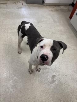 61846246 - American Bulldog / Mix available for adoption