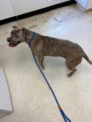 61828249 - American Pit Bull Terrier / Mix available for adoption
