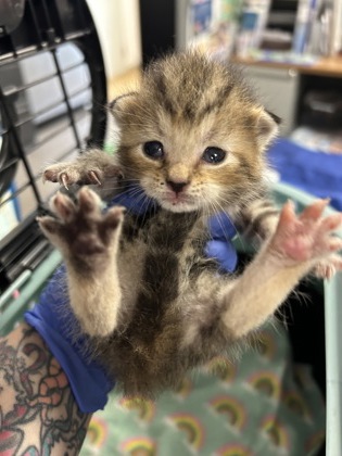 61768638 - Domestic Shorthair / Mix available for adoption