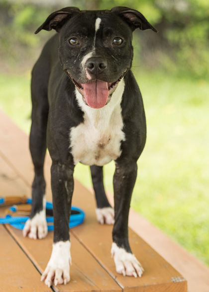 KINSLEY - Pit Bull Terrier / Mix available for adoption
