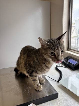 VIVIAN - Domestic Shorthair / Mix available for adoption
