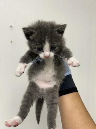 61753680 - Domestic Shorthair / Mix available for adoption