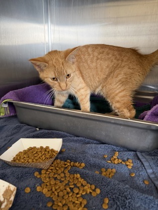 61969080 - Domestic Shorthair / Mix available for adoption