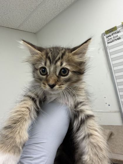 61909250 - Domestic Medium Hair / Mix available for adoption