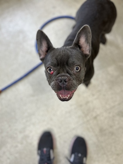 61889488 - French Bulldog / Mix available for adoption