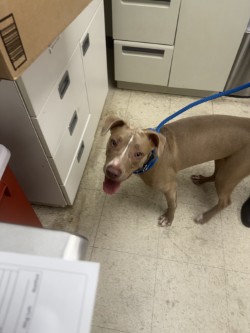 SHAKIRA - Pit Bull Terrier / Mix available for adoption