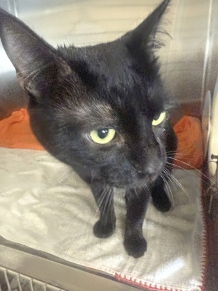 61804663 - Domestic Shorthair / Mix available for adoption