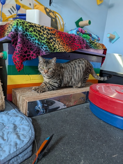 MARS - Domestic Shorthair / Mix for adoption in Portsmouth
