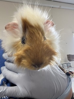 61979579 - Guinea Pig / Guinea Pig available for adoption