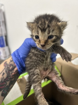 61257640 - Domestic Shorthair / Mix available for adoption