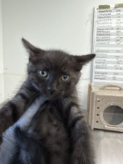61963330 - Domestic Shorthair / Mix available for adoption