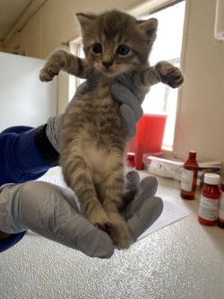 61776354 - Domestic Shorthair / Mix available for adoption
