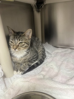 61768587 - Domestic Shorthair / Mix available for adoption