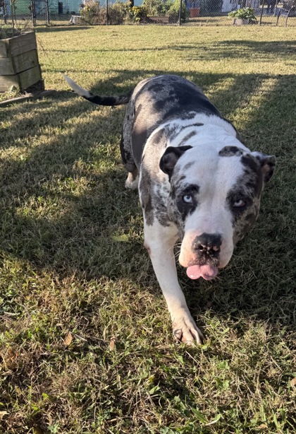 PECAS - Bully American - XL / Mix available for adoption