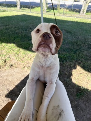 MR. MEATBALL - Pit Bull Terrier / Mix available for adoption