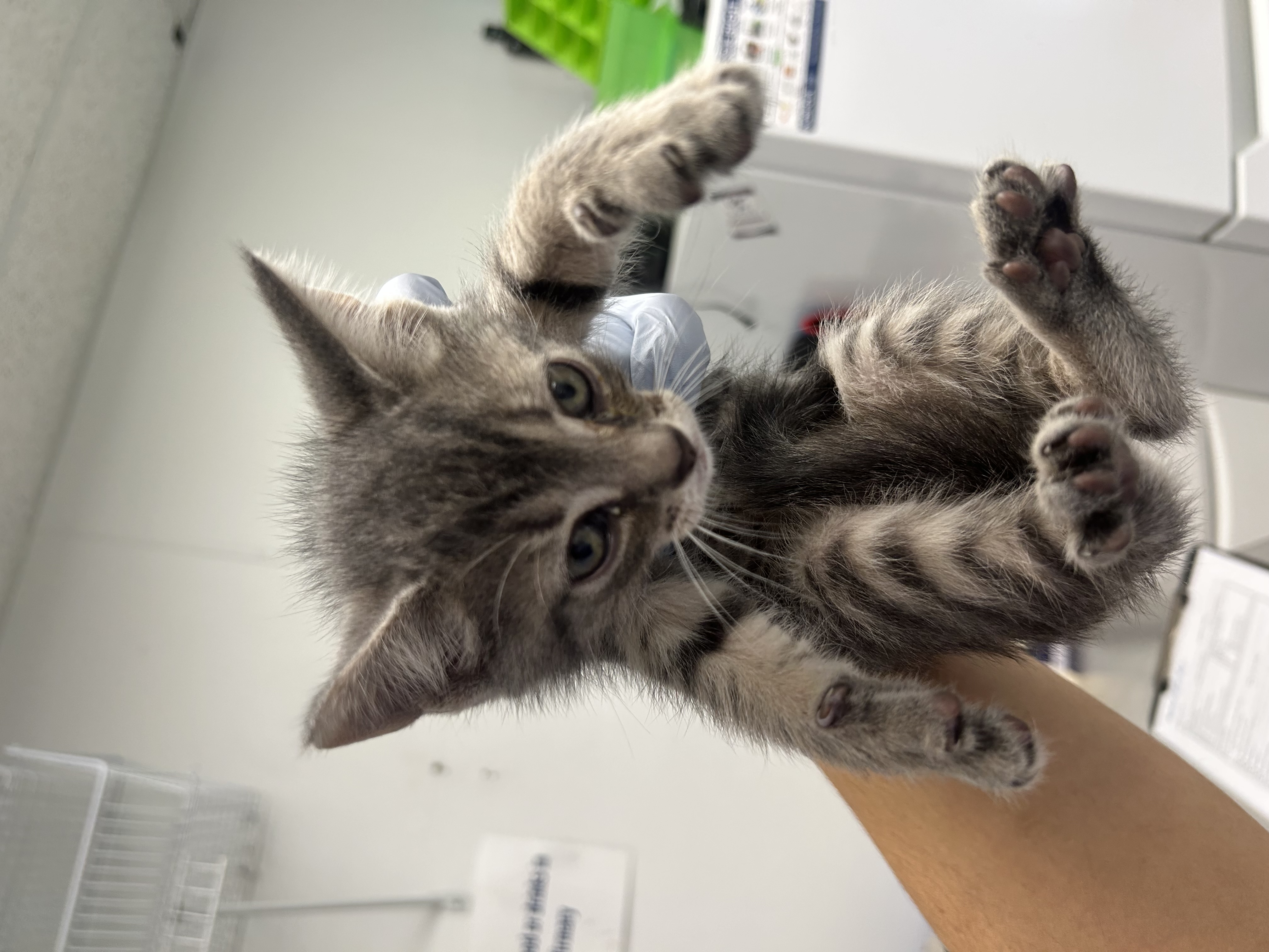 61964315 - Domestic Shorthair / Mix available for adoption