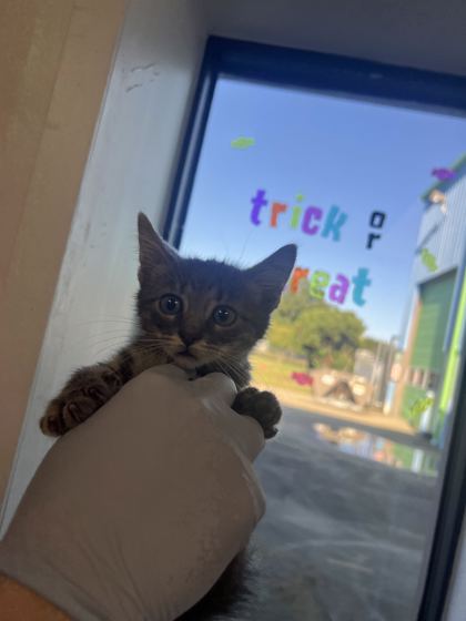 61859699 - Domestic Shorthair / Mix available for adoption
