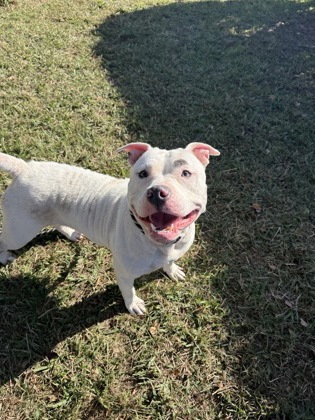 KARMA - Pit Bull Terrier / Mix available for adoption