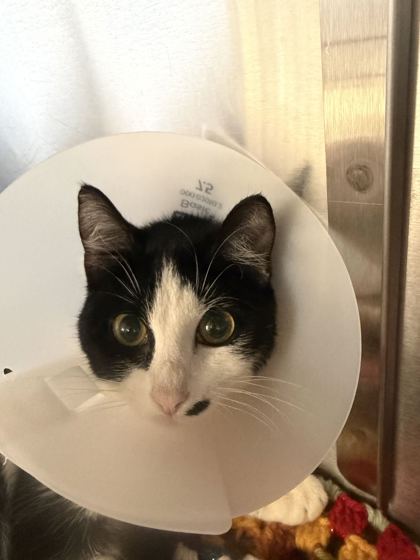 61828442 - Domestic Shorthair / Mix available for adoption