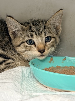 61845234 - Domestic Shorthair / Mix available for adoption