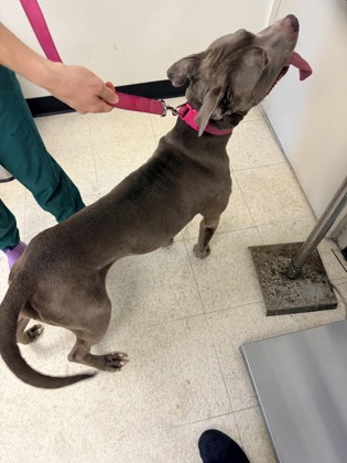 61870683 - Pit Bull Terrier / Mix available for adoption