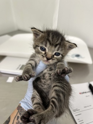 61763106 - Domestic Shorthair / Mix available for adoption