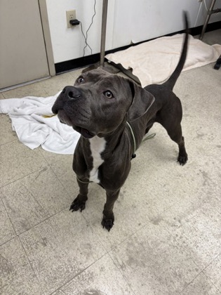 SHADOW - Pit Bull Terrier / Mix available for adoption