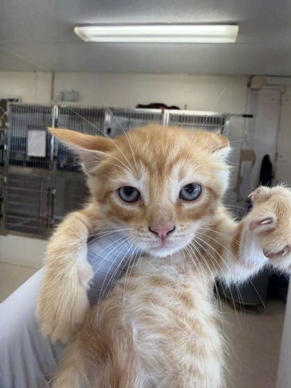 61918452 - Domestic Shorthair / Mix available for adoption