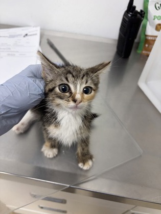 61755381 - Domestic Shorthair / Mix available for adoption