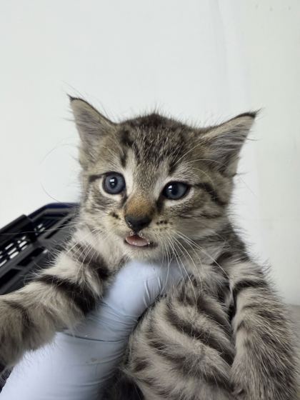 61708808 - Domestic Shorthair / Mix available for adoption