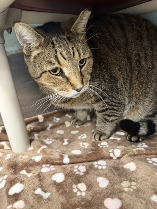 61927994 - Domestic Shorthair / Mix available for adoption