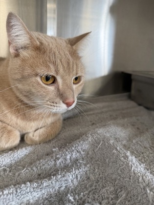 61895717 - Domestic Shorthair / Mix available for adoption