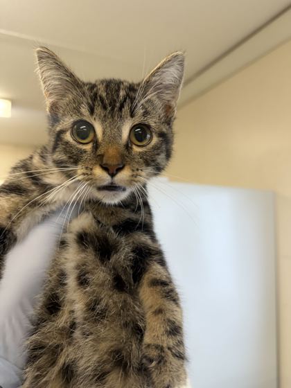 61776733 - Domestic Shorthair / Mix available for adoption