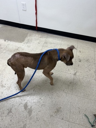 DINO - Pit Bull Terrier / Mix available for adoption