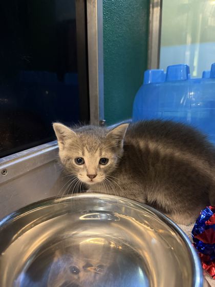 61942109 - Domestic Shorthair / Mix available for adoption