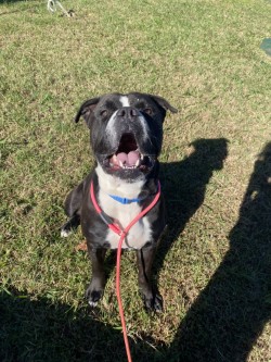 61927884 - Pit Bull Terrier / Mix available for adoption