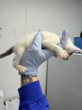61804674 - Domestic Shorthair / Mix available for adoption