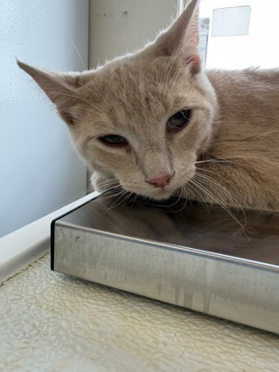 ARCHIE - Domestic Shorthair / Mix available for adoption