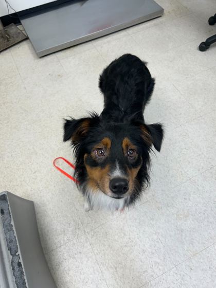 CIRCE - Australian Shepherd / Mix available for adoption