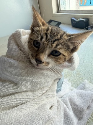 61807612 - Domestic Shorthair / Mix available for adoption