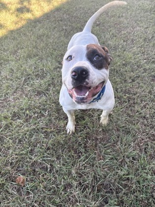 61927937 - Pit Bull Terrier / Mix available for adoption