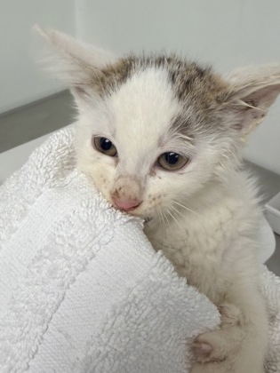 61730533 - Domestic Shorthair / Mix available for adoption