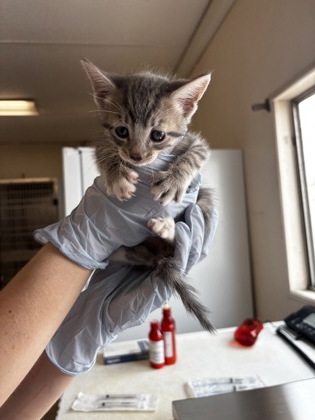 DONTREVIOUS SHIESTY - Domestic Shorthair / Mix for adoption in Portsmouth