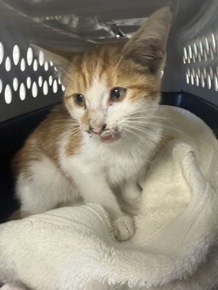 61977685 - Domestic Shorthair / Mix available for adoption