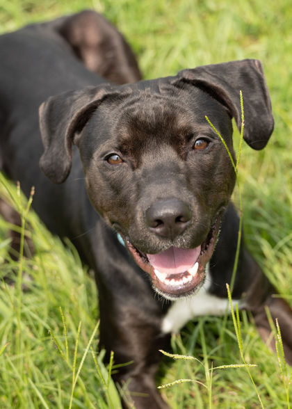 LENNY - Pit Bull Terrier / Mix for adoption in Norfolk