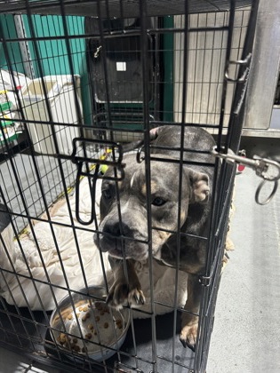 BELLA - Bully American - Pocket / Mix available for adoption
