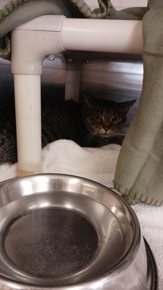 TINA - Domestic Shorthair / Mix available for adoption