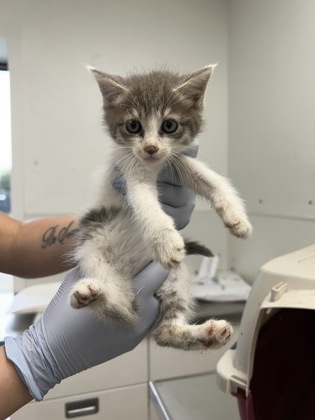 61911378 - Domestic Shorthair / Mix available for adoption