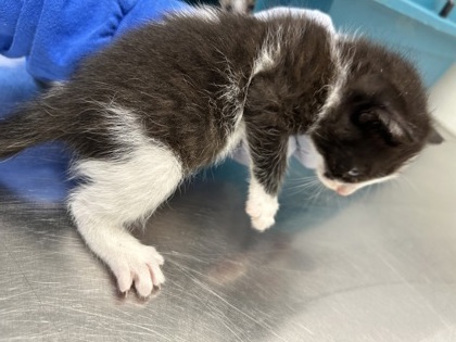 61951122 - Domestic Shorthair / Mix available for adoption