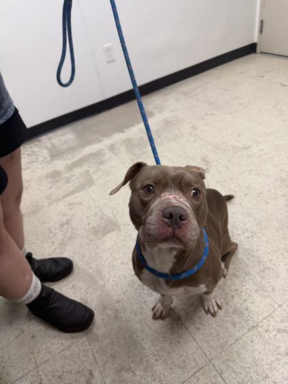 61662771 - Pit Bull Terrier / Mix available for adoption